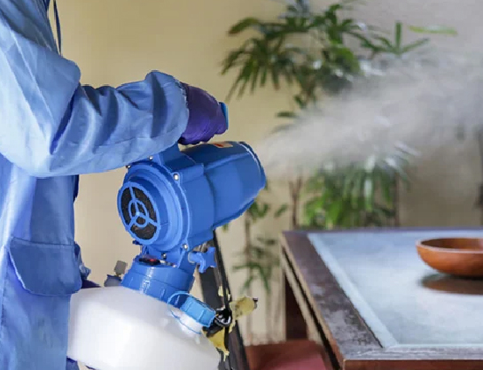 Mould Removal and Treatment